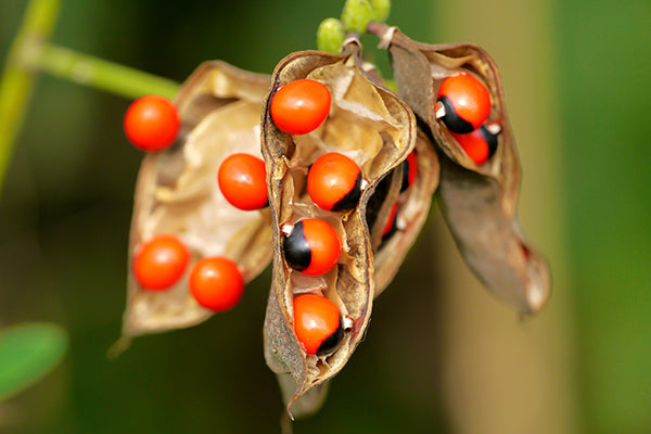 Gunja Seeds for Hair: Science-Backed Evidence and How to Use It