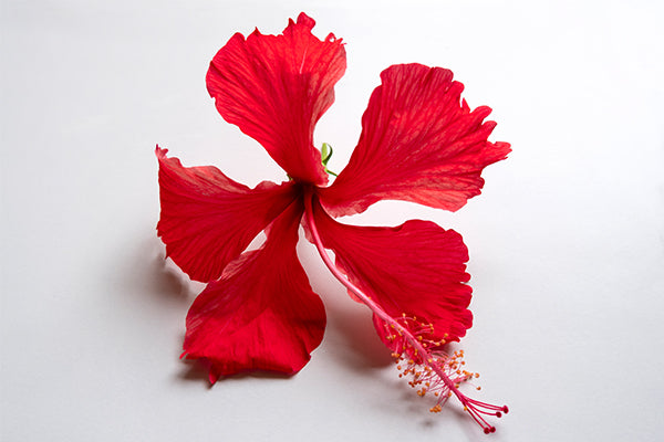 is hibiscus a good choice for low-porosity hair?