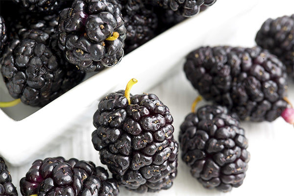 Mulberry Extract for Skin
